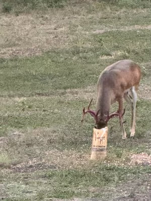 Attractant & Big Game Tagging Kits